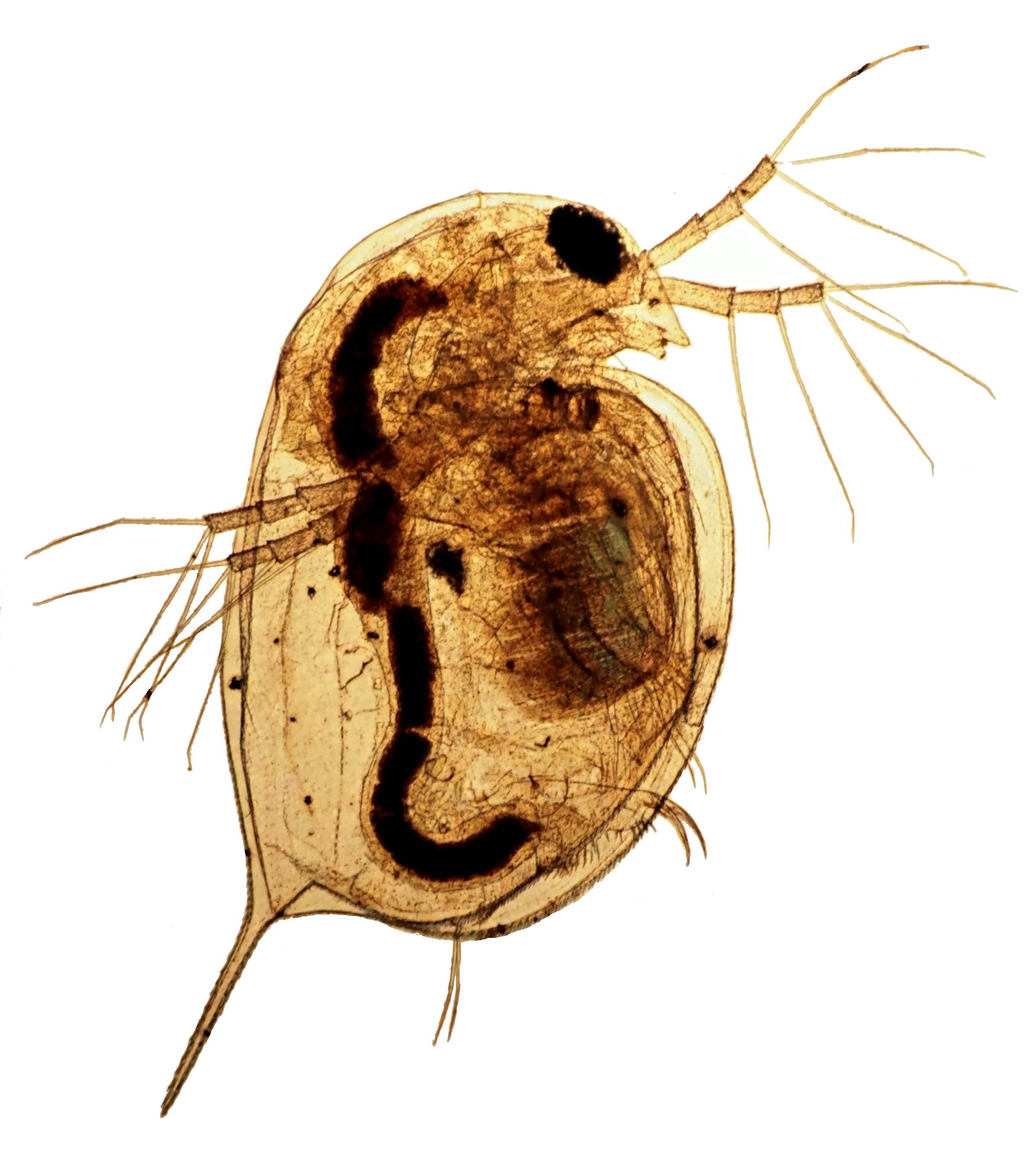 Daphne, our Daphnia magna