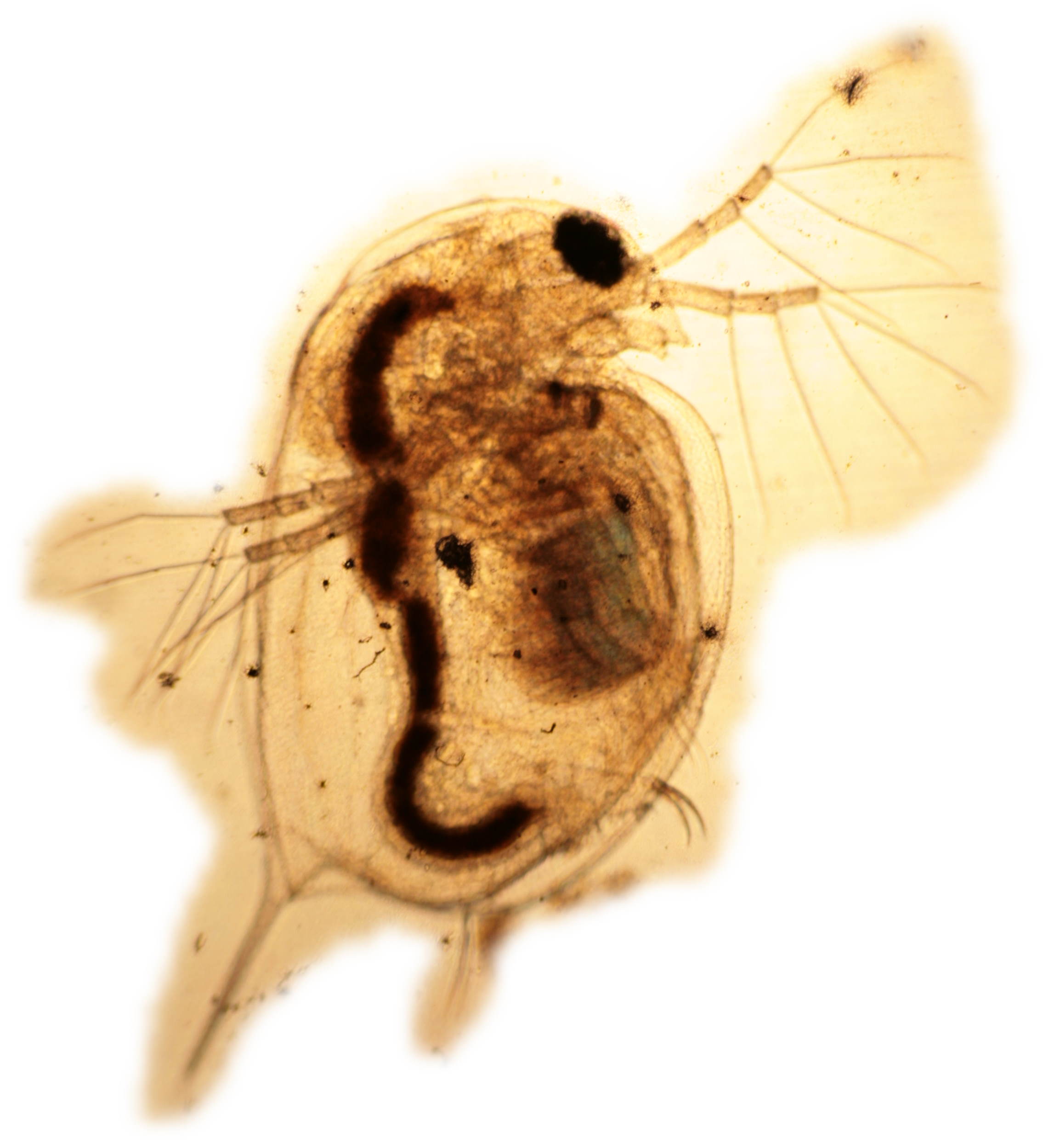 Focusing on the top of a Daphnia