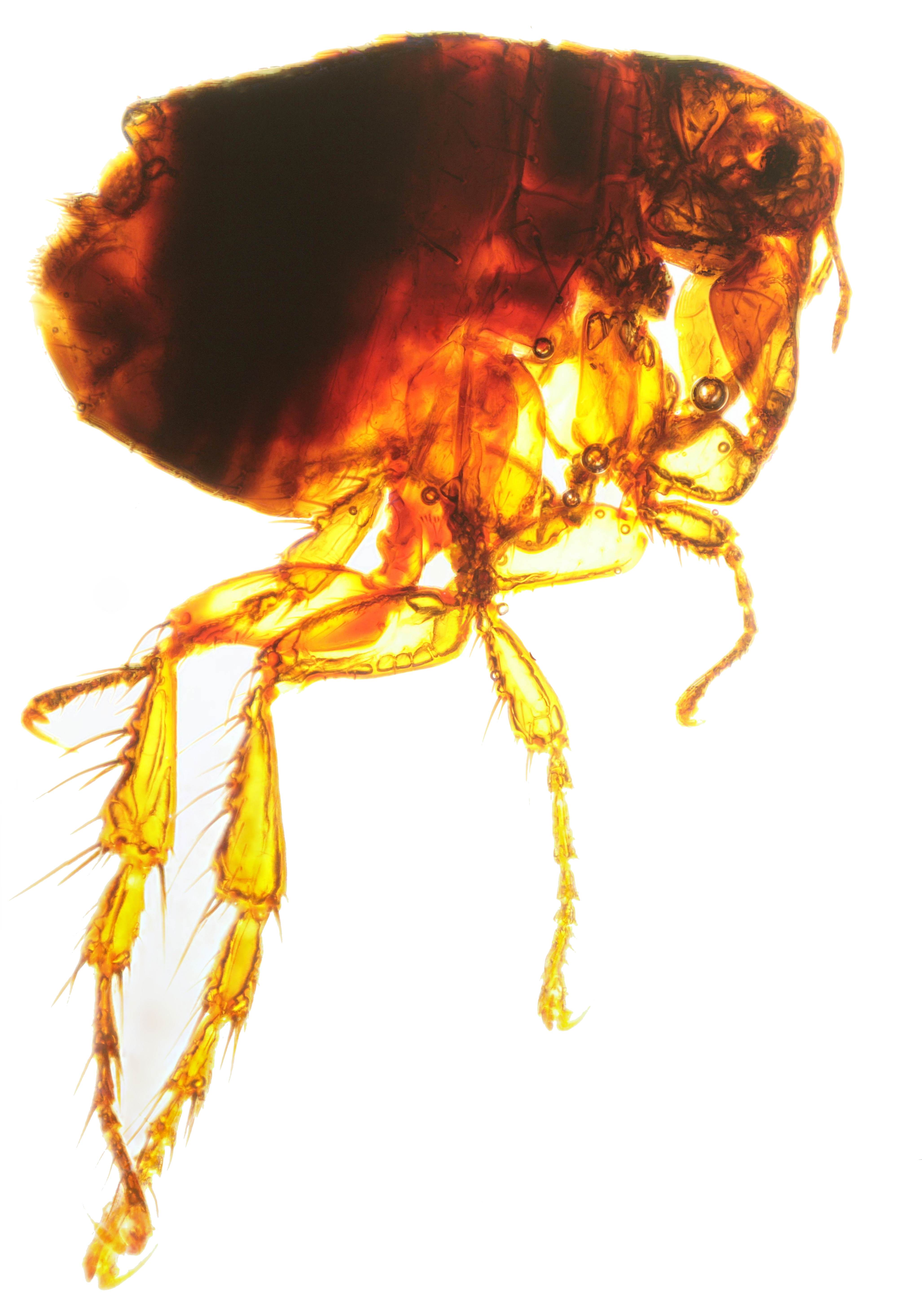 Panorama of stacked flea images