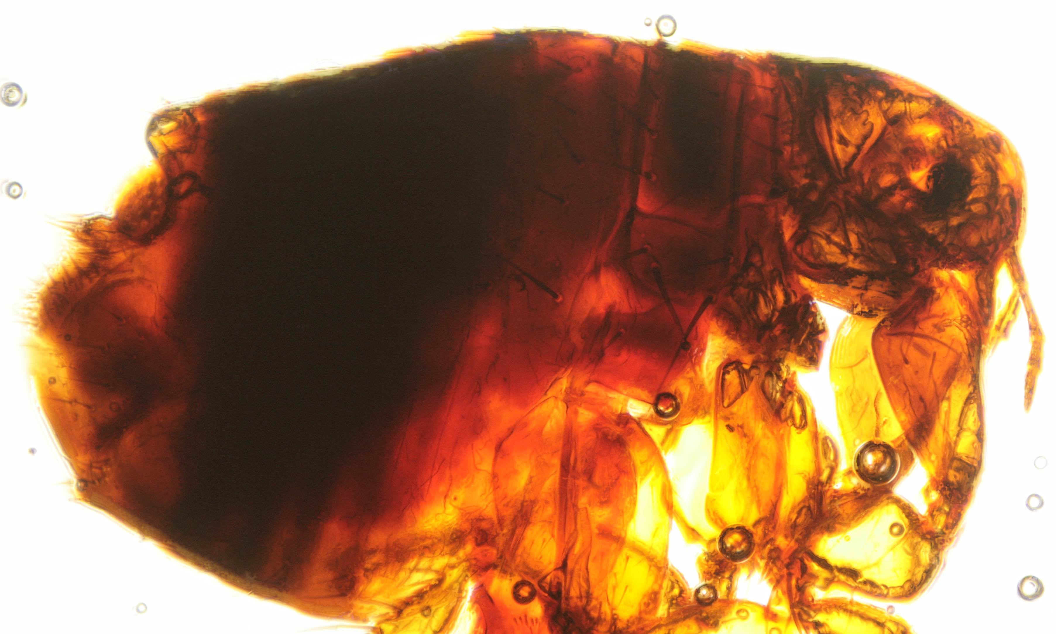 Final composite image of flea