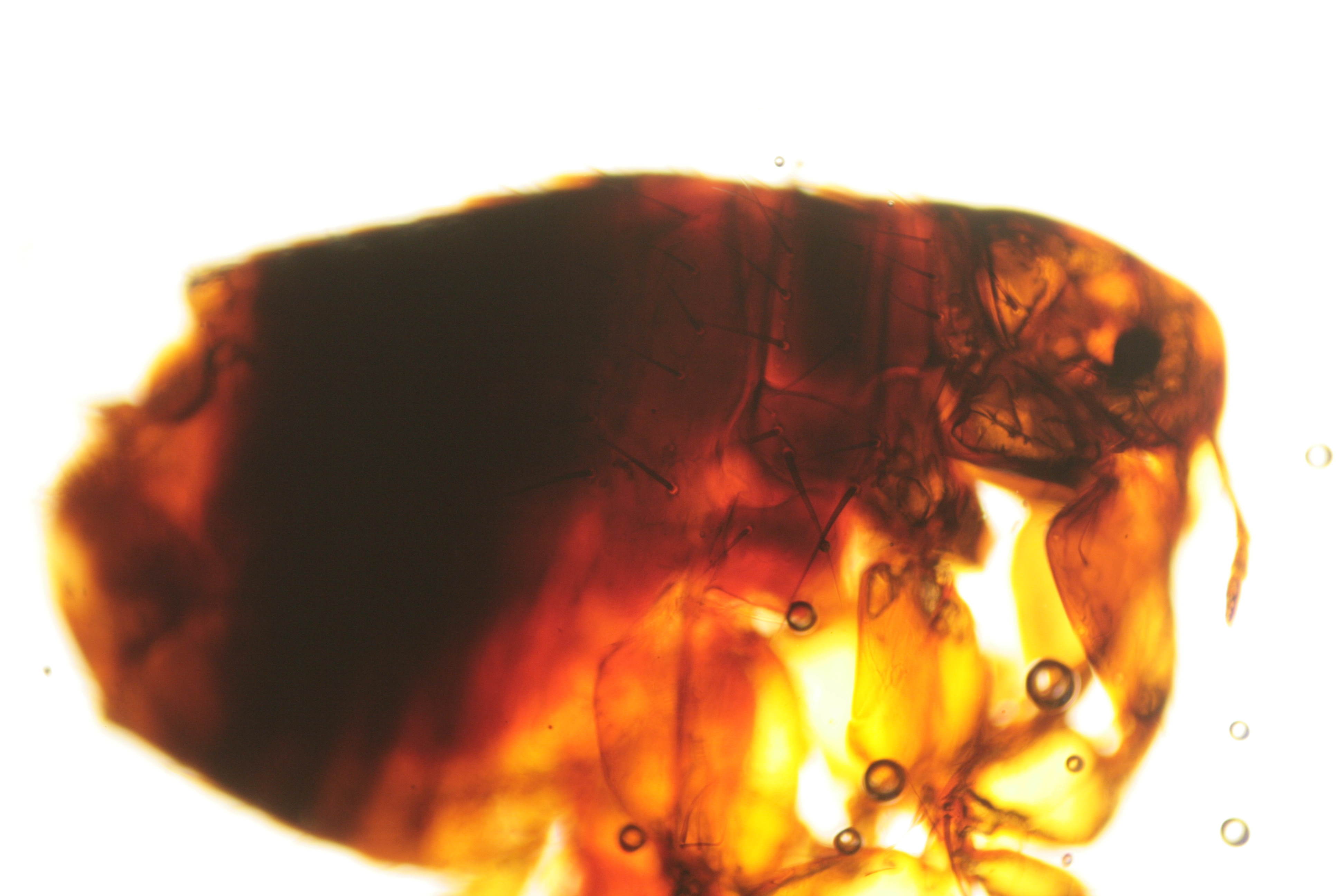 Focusing on the top of a flea