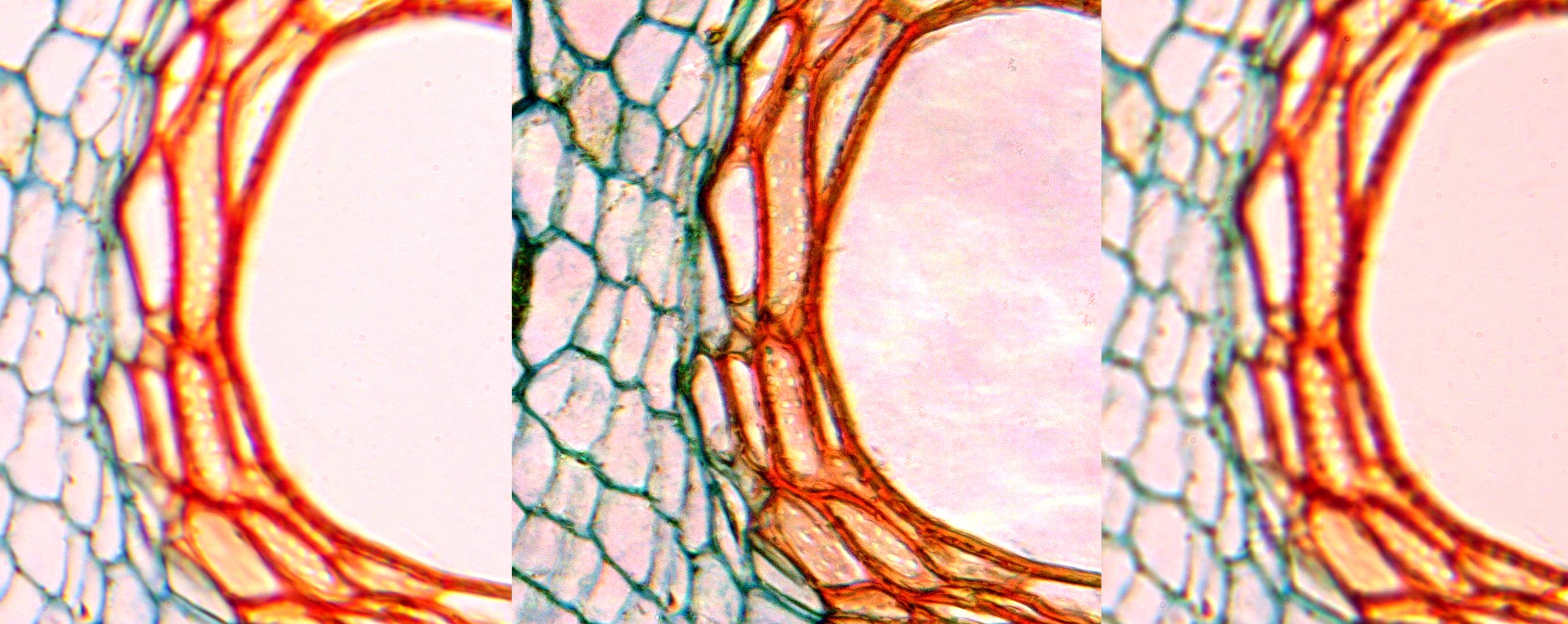 Comparing substage condenser focus positions