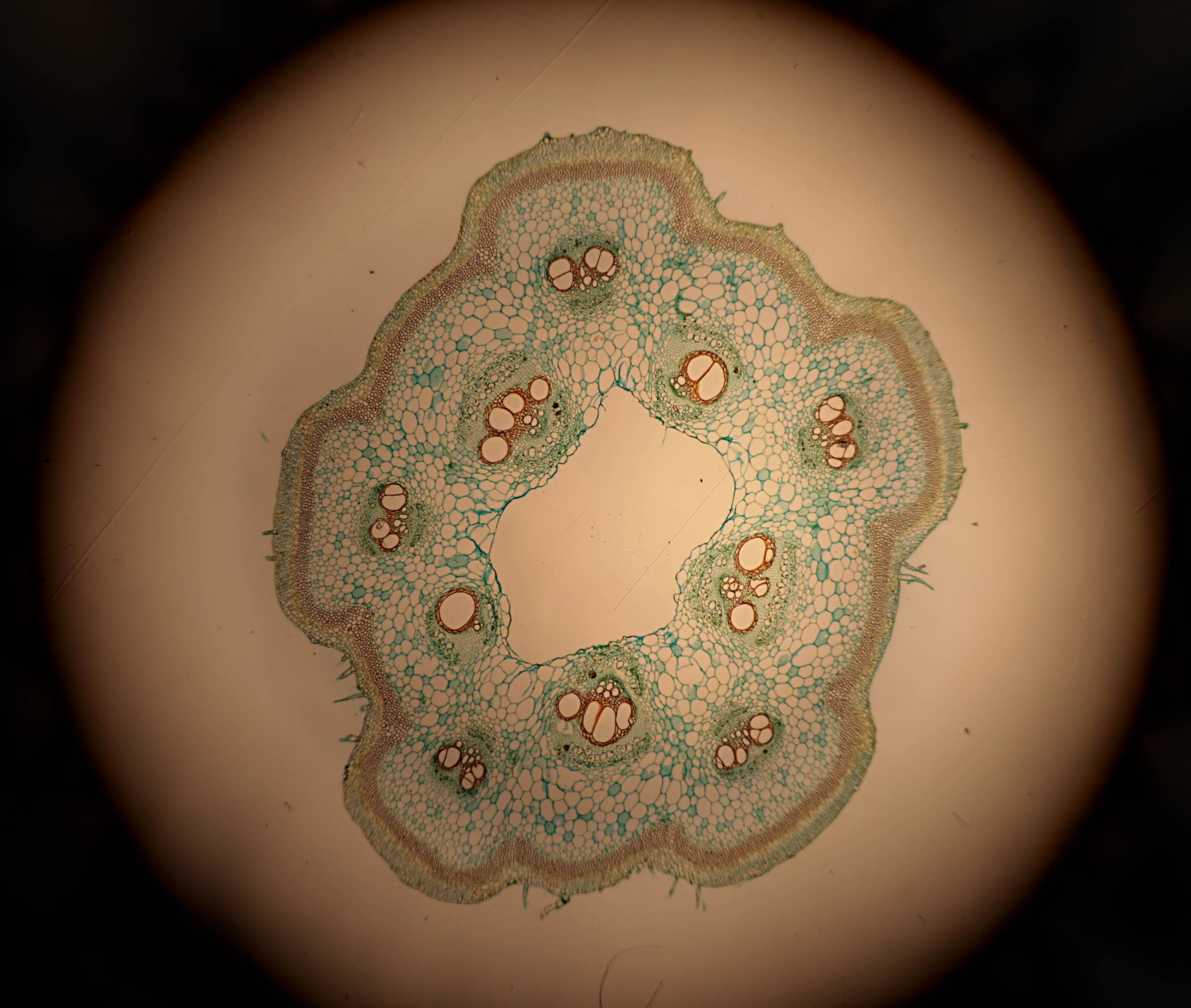 A slice of pumpkin stem using 4x objective and Canon XTi