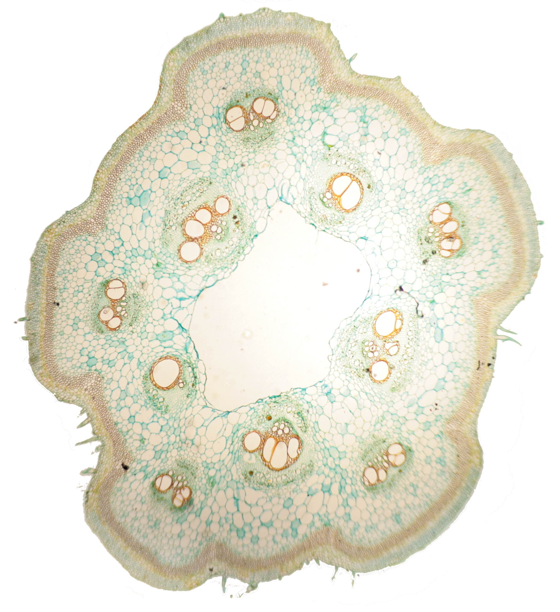 Pumpkin stem using 4x objective