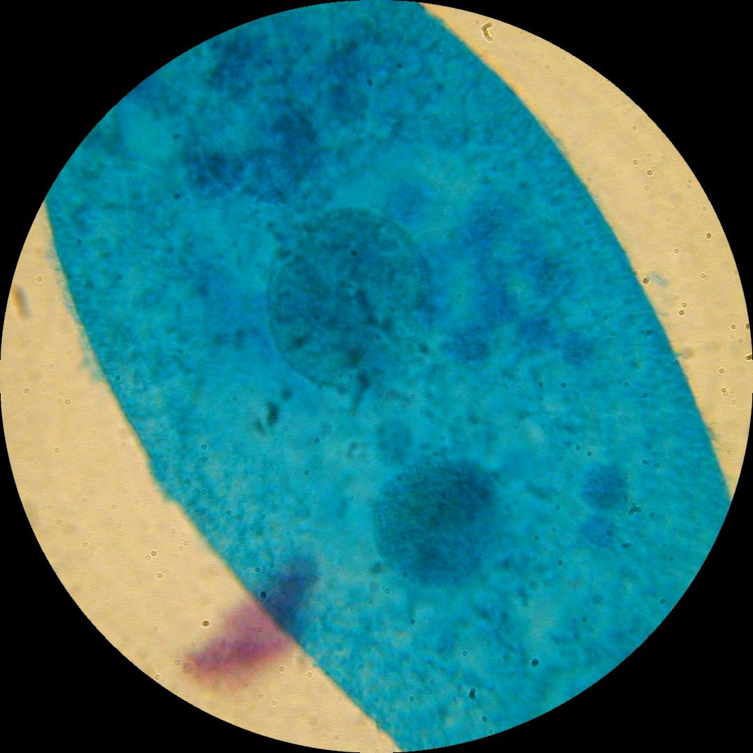 Paramecium 100x