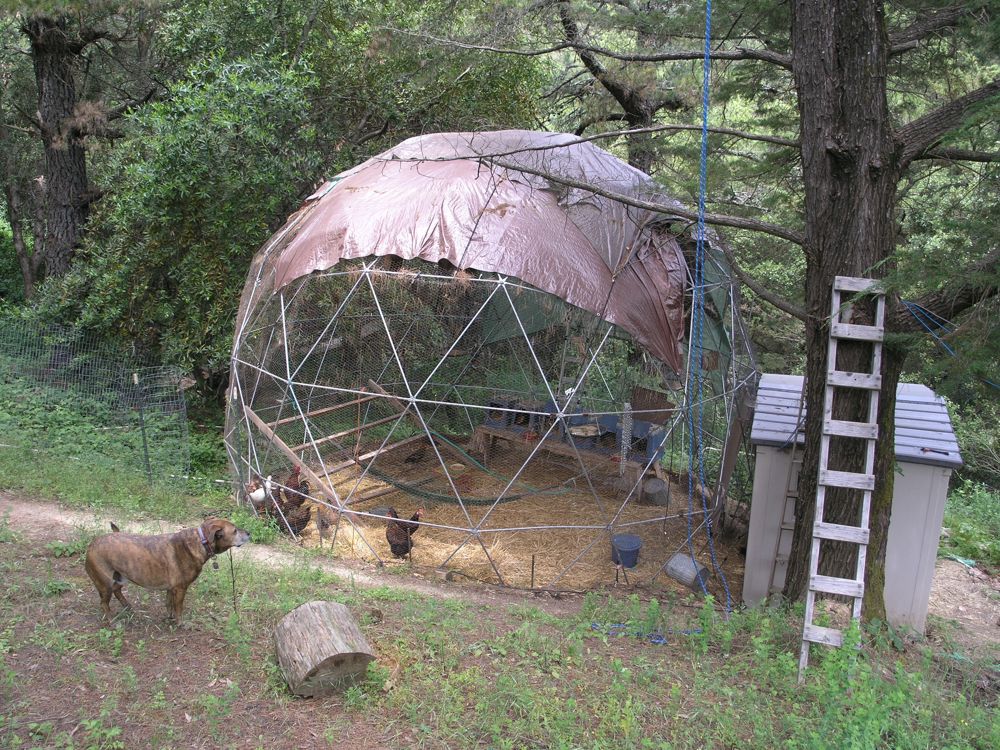 Chicken dome