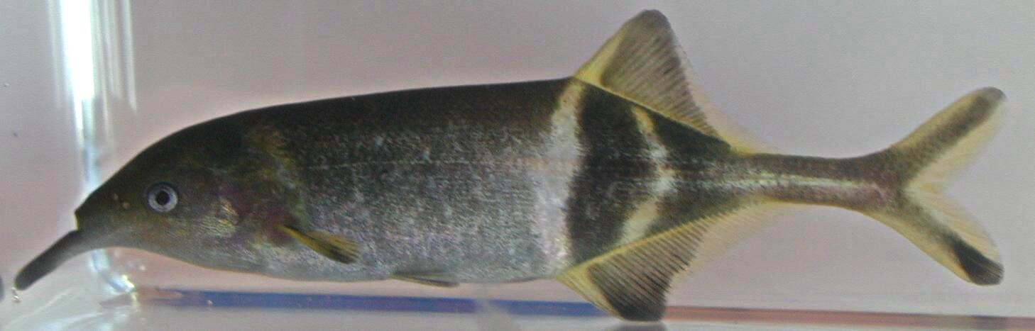 Elephant Nose Fish