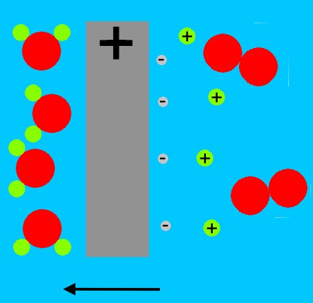 Fuel cell positive electrode