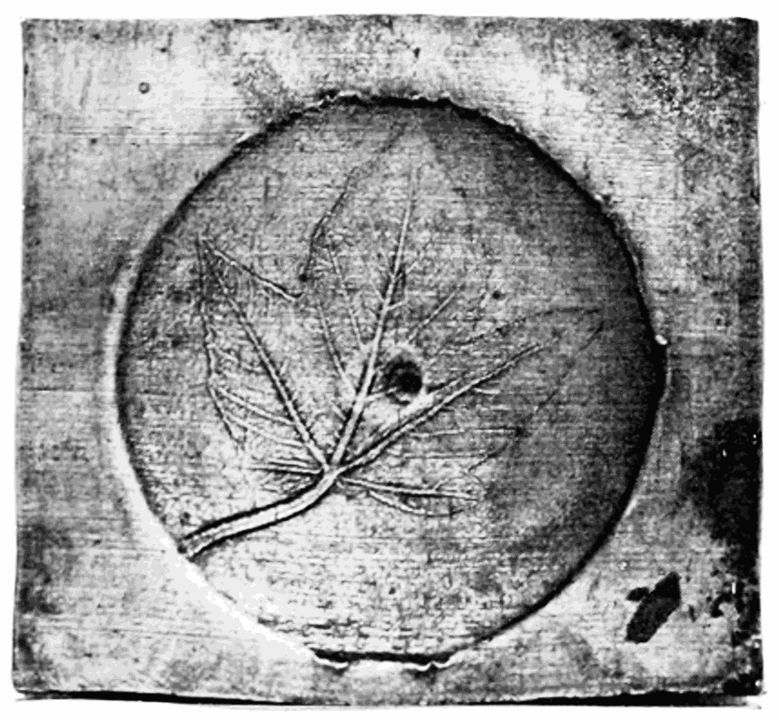 Leaf imprint
