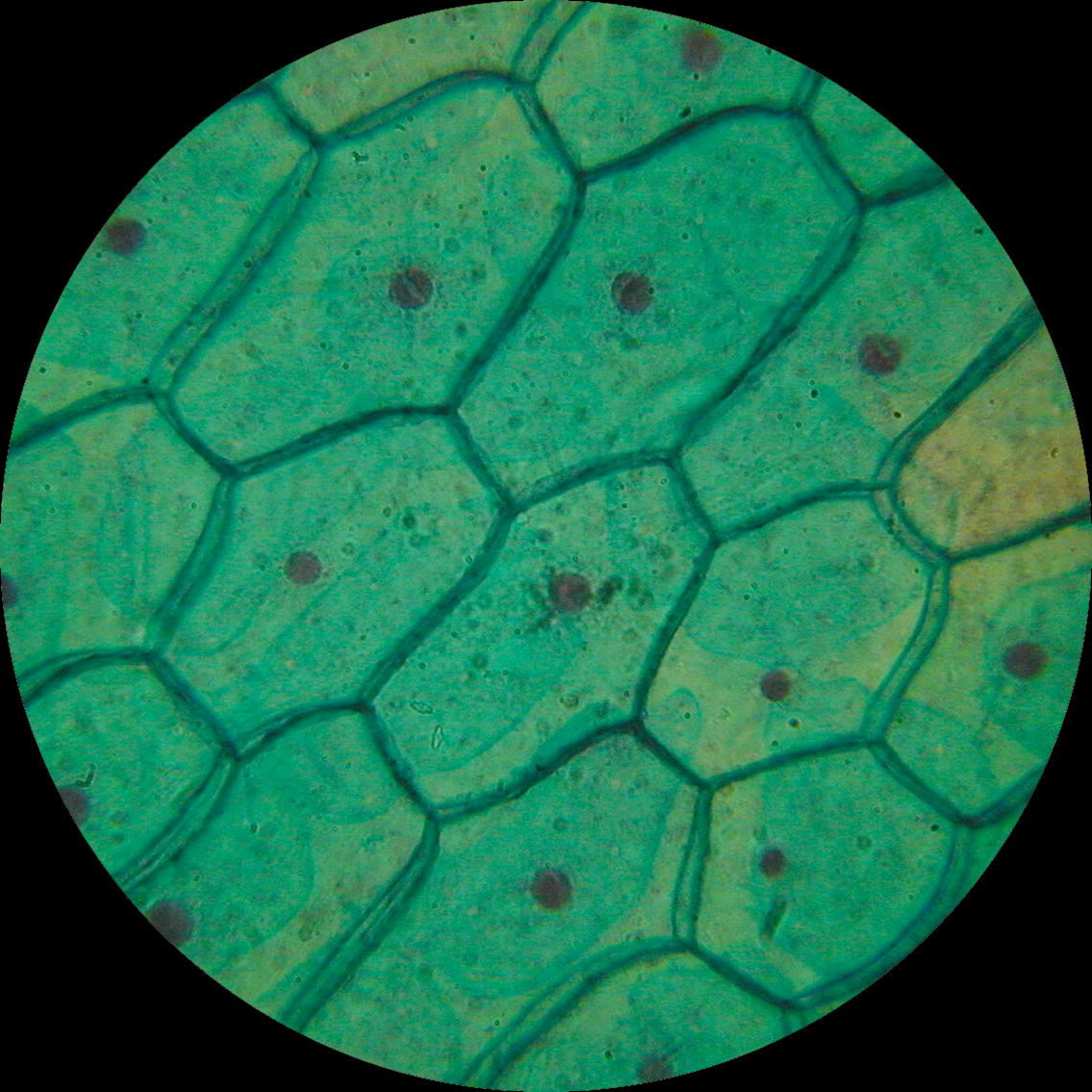 Onion skin, stained, 10x