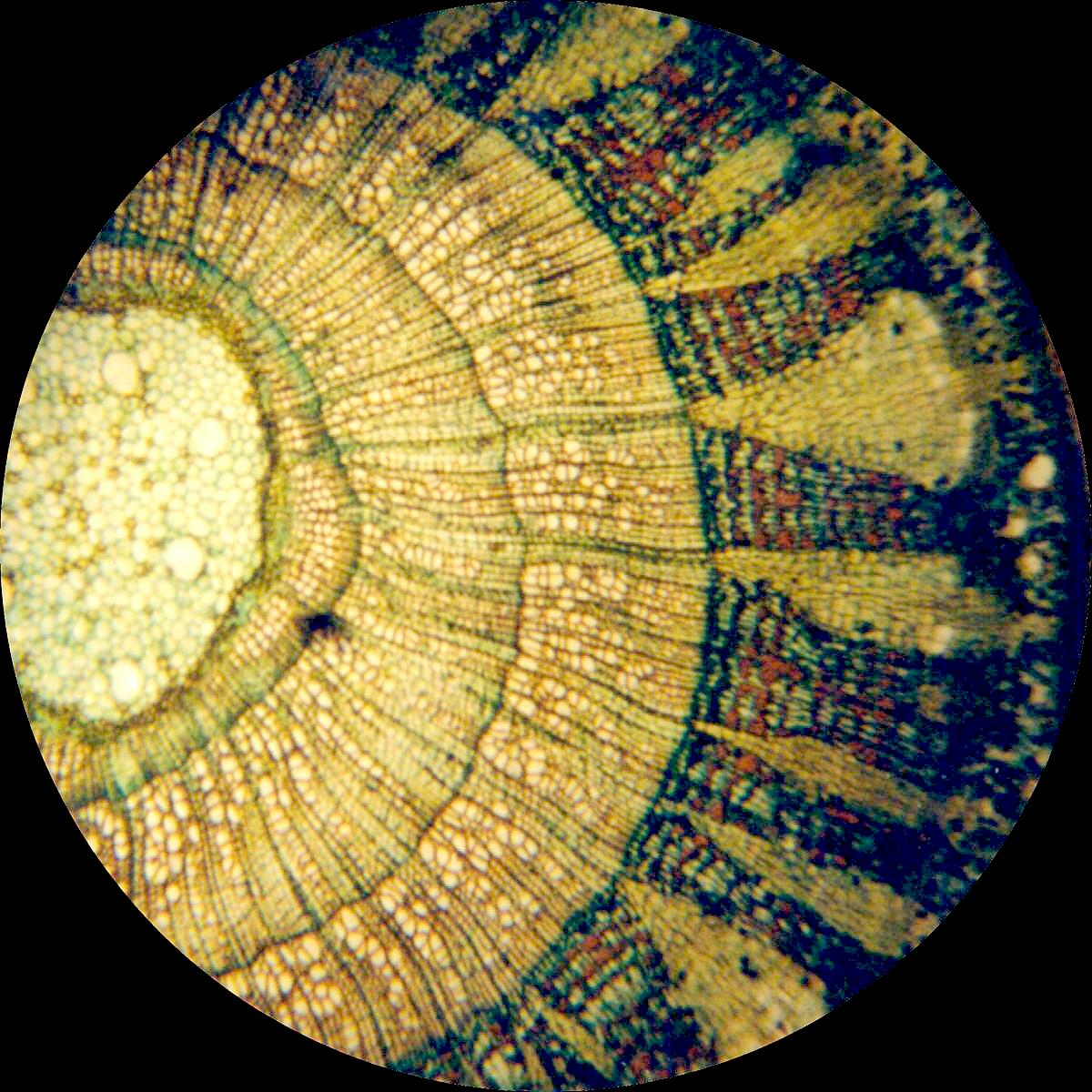 Tilia