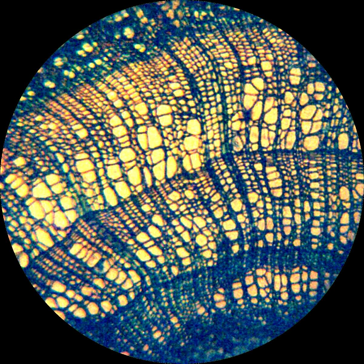 Tilia 10x objective