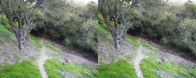 Path to the treehouse