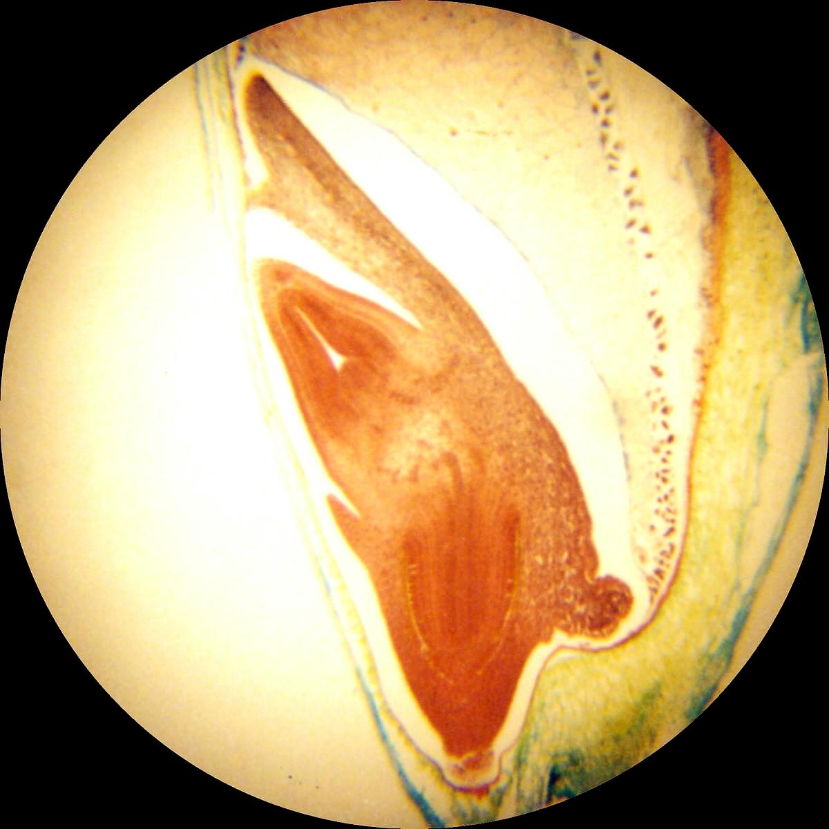 Wheat kernel 4x objective