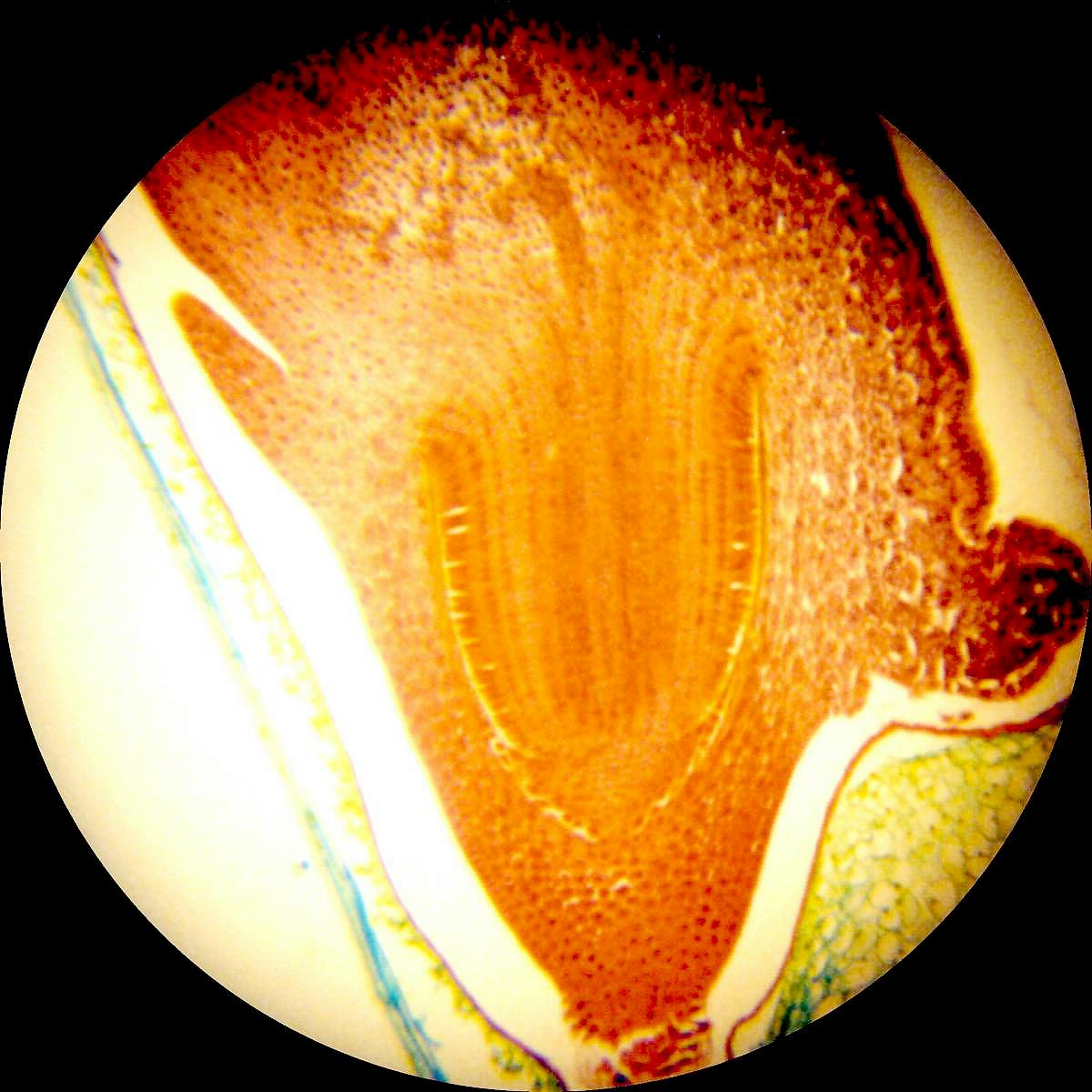 Wheat kernel 10x