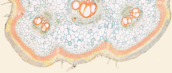 A slice of a pumpkin stem